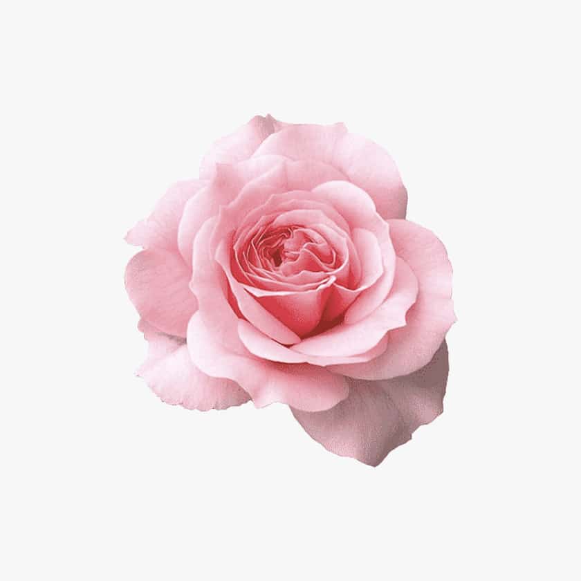 Rose Perfume Ingredient
