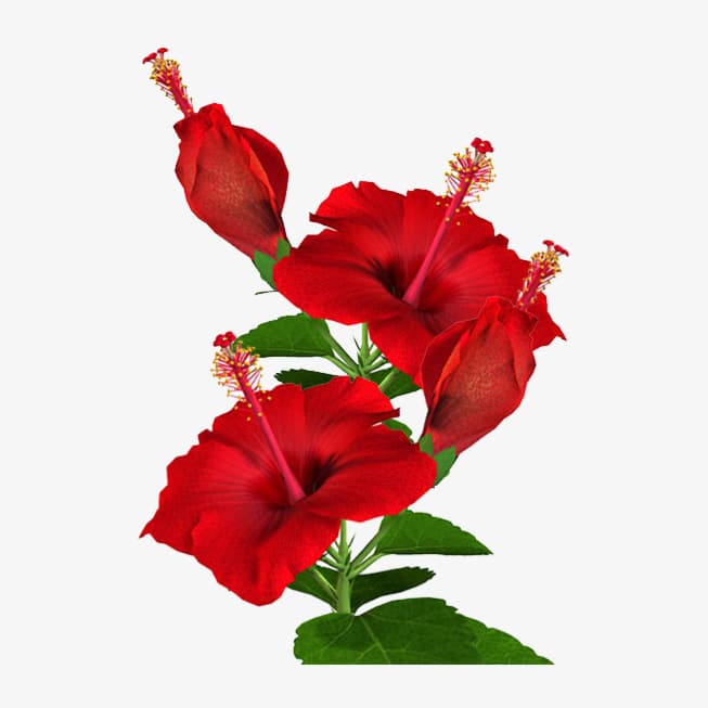 Hibiscus Note Perfume الكركديه مكون عطري