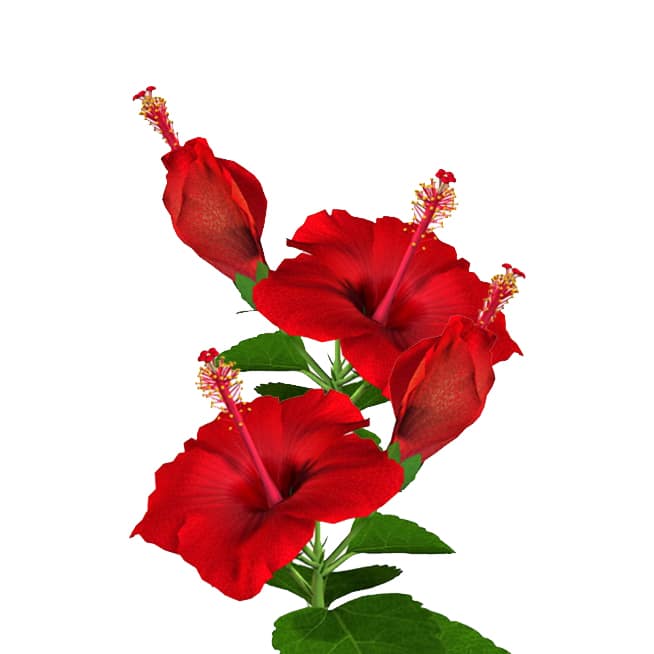 Hibiscus Note Perfume الكركديه مكون عطري